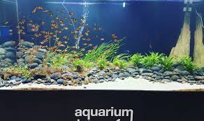 21 Best Aquascaping Design Ideas To Decor Your Aquarium Tips Inside Homelovers Fish Aquarium Decorations Tropical Fish Aquarium Aquarium Fish Tank