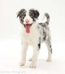 Red merle border collie puppy. Dog Blue Merle Border Collie Puppy Photo Wp32463