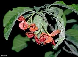 Image result for Tabernaemontana odoratissima