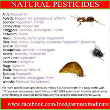 The question is, do organic pest control methods really work? Pin On Self Sufficient