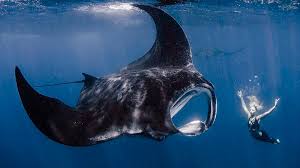 Different Types of Rays: How to Tell Them Apart