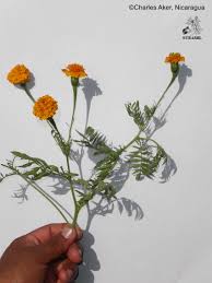 Image result for Tagetes erecta