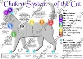 Animal Chakra Posters Animal Chakra Posters Animal Reiki