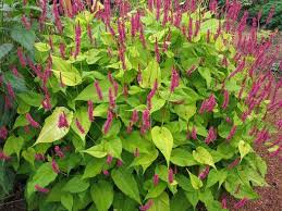 Image result for Persicaria amplexicaule