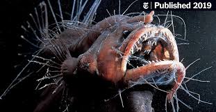 Disney/pixar's finding nemo features two main storylines. The Creepy Anglerfish Comes To Light Just Don T Get Too Close The New York Times