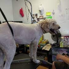 Xl ask groomer for quote. All Pets Grooming 11 Photos Pet Groomers 215 E Main St Manchester Mi Phone Number