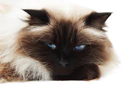 Due to being pure breeds, persian cats can be quite expensive. Himalayan Cat Facts
