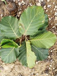 Image result for Ficus trichopoda
