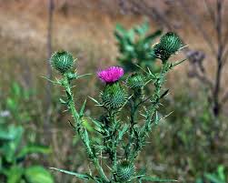 Image result for Cirsium
