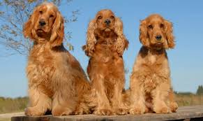 Image result for anglický kokršpaněl