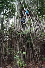 Wimba Amazon Tree Iquitos Peru This World Is Really Awesome The Woman Who Make Our Chocolate Think You Re Awesome Too Please Consider Ordering Some Peruvian