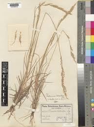 Image result for Trichoneura