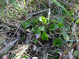 Image result for Viola eminii