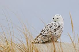 Leslie Abram (@LAbramPhotos)