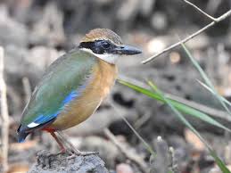 Image result for Spermacoce mauritiana