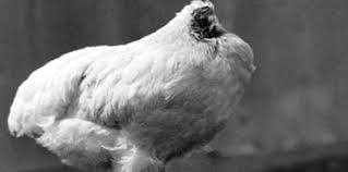 Weird and Interesting Facts in Urdu