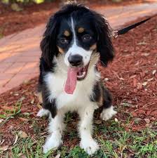 The aussalier is a mix of australian shepherd and cavalier king charles. Cocker Spaniel Australian Shepherd Mix Online