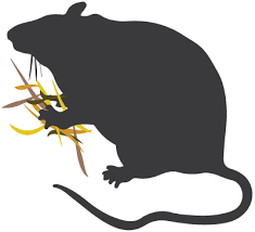 After all, fiberglass insulation is hazardous to humans; The Truth About Ant And Rodent Proof Insulation Ecomaster