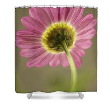 Delicate Daisy Hand Towel by Penny Meyers