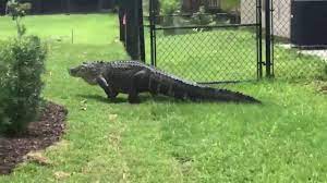 Lucie county offers emergency care, excellent service & advanced technology. Gator Creates Quite A Scene In Port St Lucie Youtube