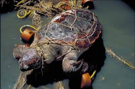 This Is A Death Sentence For This Turtle And Many More Marine Animals And Birds Ecologia Animais