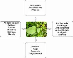 Image result for Tragia brevipes