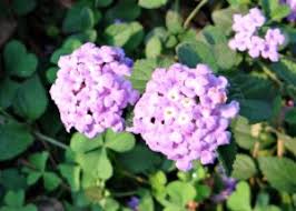 アジサイに似た花の名前は 白やピンク 緑 青の種類や秋咲きで考えられる植物は パワースポット巡りでご利益を 開運ネット
