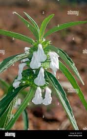 Image result for Leucas