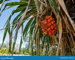 Image result for Pandanus sp. A