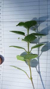 Image result for Psilotrichum sericeum