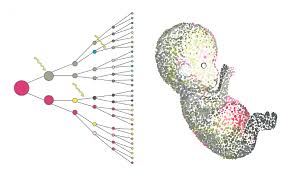 Structural anomalies involve chromosomes whose structure has been altered. Single Cell Genomics Thinking Small Wellcome Sanger Institute Blog