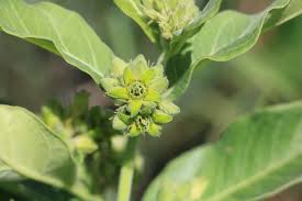 Image result for Brachycorythis ovata