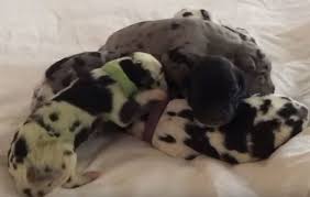 Petfinder/golden treasures golden retriever rescue inc levi. How Did Golden Retriever Give Birth To Green Puppy What Is Rare Condition That Caused It Nature News Express Co Uk