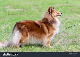 Black And White Sheltie Stuffed Animal Pin On Business Card Templates Design