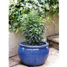 Image result for Erythrococca zambesiaca