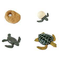 Ciclo de vida de la tortuga para niños. Ciclo De Vida De Una Tortuga Safari