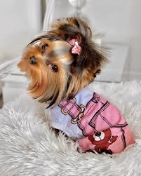 We are proud to offer some of the most amazing teacup yorkies that are. Cute Tiny Teacup Yorkie Puppies For Sale Yorkie Yorkie Puppy For Sale Teacup Yorkie Puppy