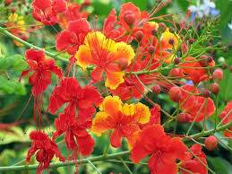 Tropical Bird Of Paradise Arizona Red Bird Of Paradise Caesalpinia Pulcherrima Desert Plant To 6x6 Ft Or More Likes Full Sun Amended Soil Go Paradise Plant Desert Plants Birds Of Paradise