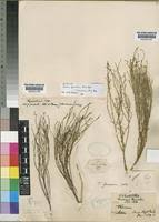 Image result for Thesium cymosum