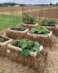 Vildan Hancer Adli Kullanicinin Bahce Fikirleri Panosundaki Pin Arka Bahce Sebze Bahceleri Bahce Yatagi Organik Bahcecilik