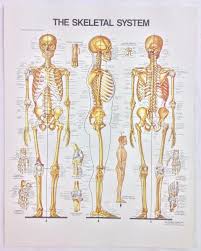 Vintage The Anatomical Chart Series Book Print 1988 The Skeletal System Ebay