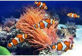 We did not find results for: Ikan Badut Steemit