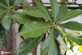 Image result for Hymenosporum