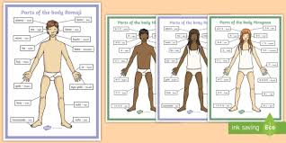Use our calculator to find out. Parts Of The Body A4