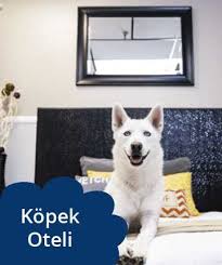 Kopek Egitimi Ve Kopek Oteli Istanbul Pet Okulu Kopek Kopek Egitimi Oteller