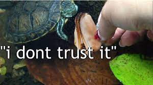 Turtles Reacting To Mussels For Dinner Youtube