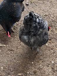 Mi gallina tiene caca pegada a las plumas de su trasero y ¡se le pega cada  vez más! ¿Qué debo hacer? : rchickens