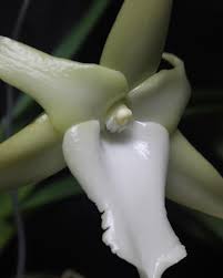 Image result for Angraecum humile