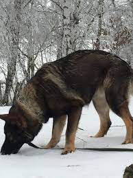 ddr schaferhund ddr czech linie black sable in 2020 schaferhunde tiere hunde