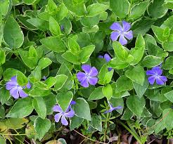 Image result for Vinca major
